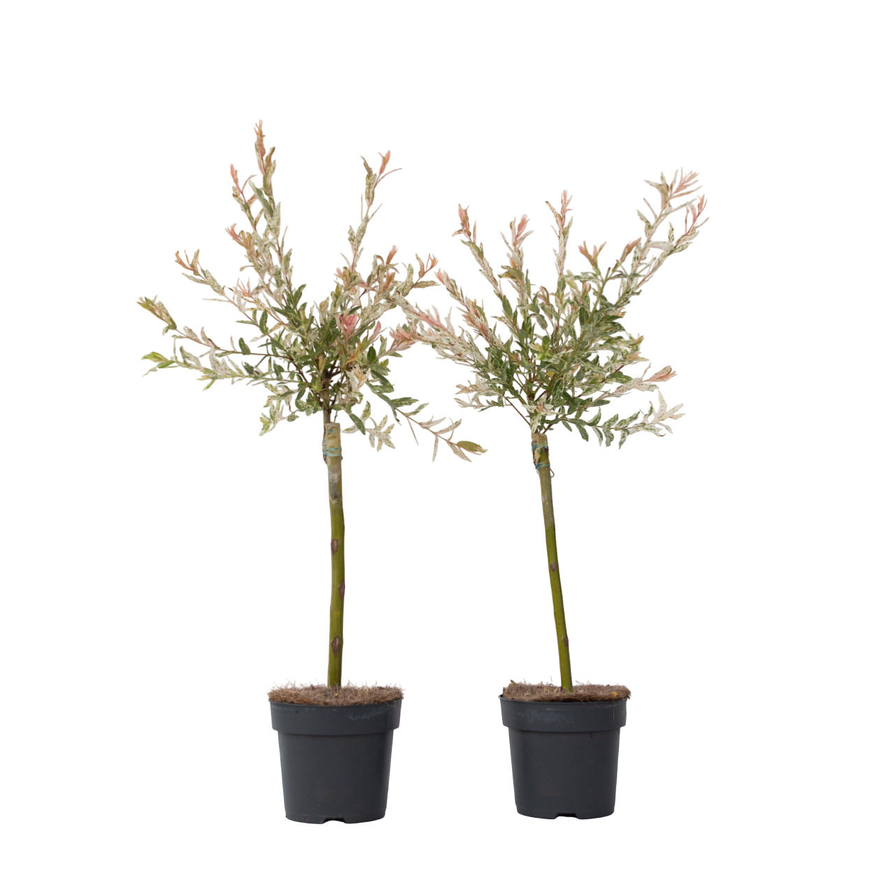 Flamingo Willow 2 Pcs Salix Integra Flamingo Height 60 80cm Flamingo Willow 2 Pcs Salix Integra Flamingo Height 60 80cm