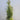 Thuja plicata - Hedge Plants - Hedging - HEG01