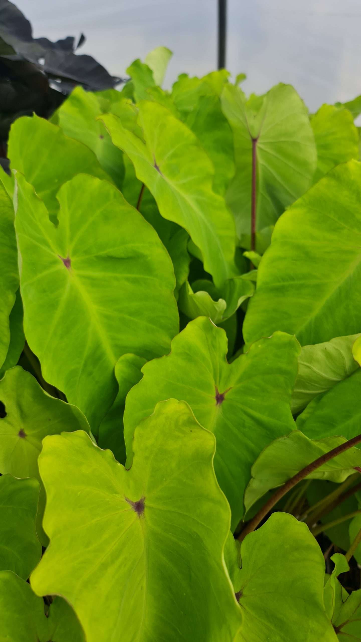 colocasia pink china elephant ear plant Colocasia Pink China - Marginal Pond Plants