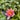 Doll House water lily - pond plants - DW02