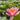 Doll House water lily - pond plants - DW02
