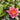 Doll House water lily - pond plants - DW02