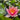 Doll House water lily - pond plants - DW02