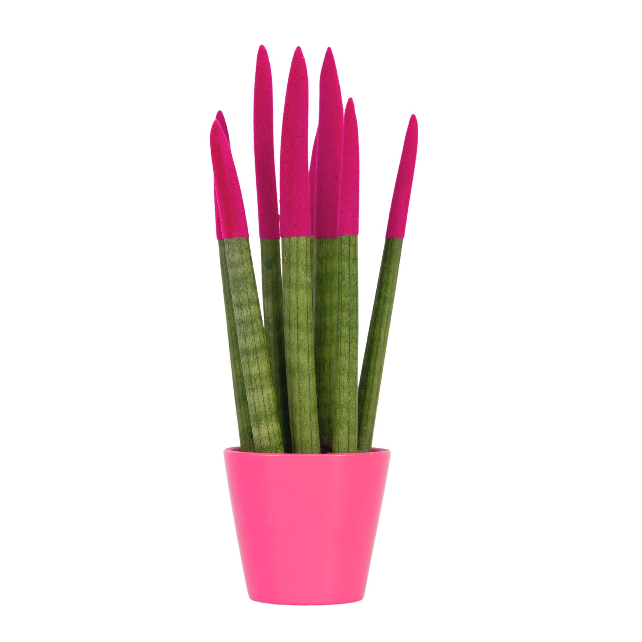 sansevieria velvet touch plants Snake Plant Velvet Touch - Sansevieria cylindrica - Height 20-40cm