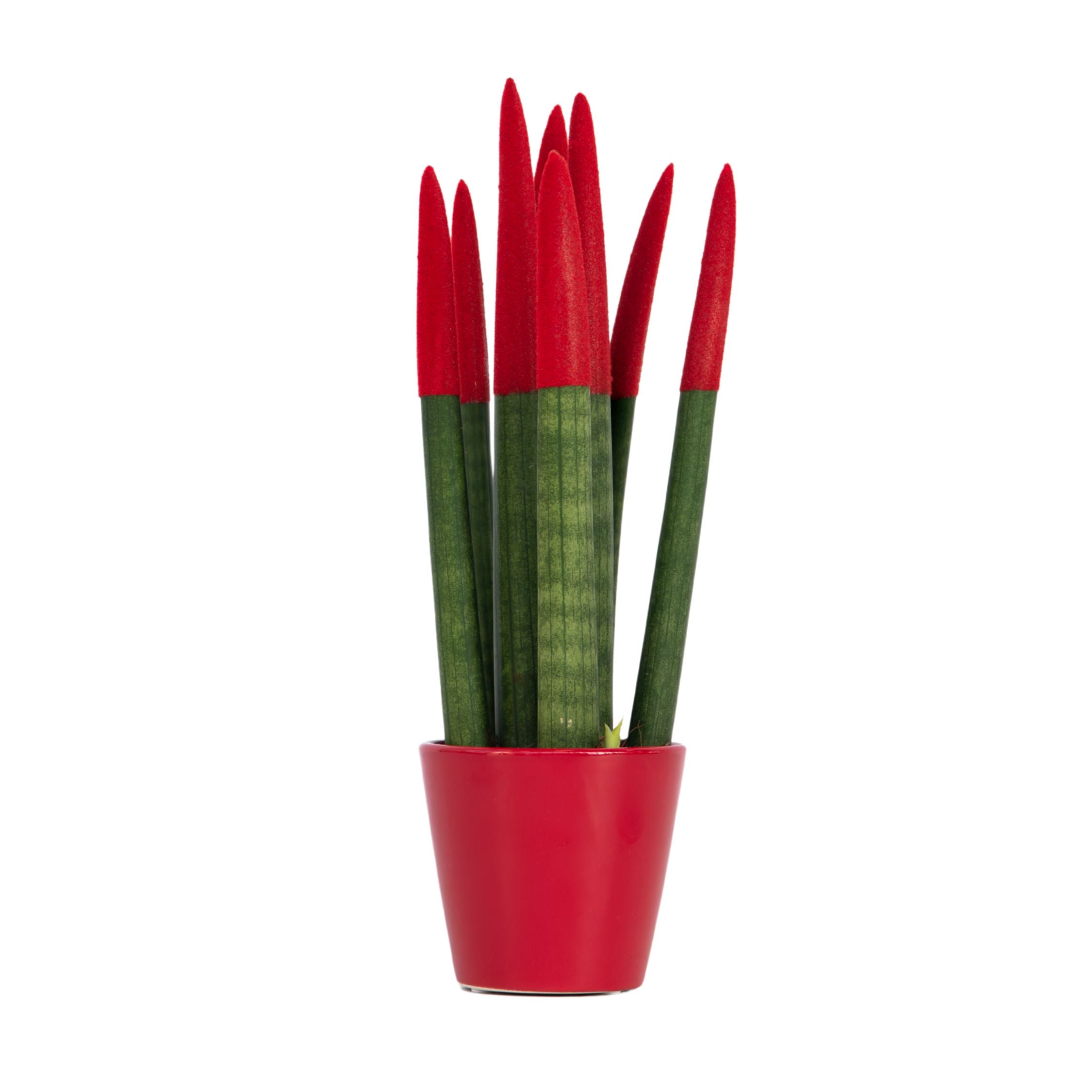 sansevieria velvet touch plant care Snake Plant Velvet Touch - Sansevieria cylindrica - Height 20-40cm