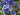 Agapanthus 'Blue Giant'