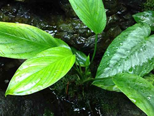 aglaonema terrarium Aglaonema simplex