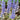 Ajuga Reptans Variegated
