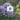 AlliumTemp