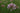 Allium 'In Orbit'