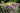 Allium 'Summer Beauty'