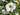 Anemone Hybrida 'Honorine Jobert'