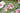 Anemone Tomentosa 'Robustissima'