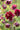 Aquilegia Vulgaris 'Ruby Port'