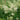 Aruncus Dioicus