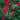Astilbe Red