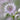 Astrantia Major