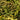 Athyrium-Metallicum-00