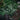 Athyrium-Metallicum-00
