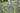 Baptisia Australis