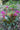 Bergenia 'Abendglut'