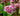 Bergenia Cordifolia 'Rotblum'