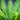 Blechnum Spicant