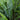 Blechnum Spicant