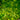 Cyrtomium Falcatum