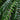 Cyrtomium Falcatum