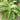 Cyrtomium Falcatum