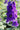 Delphinium Pacific Giant 'Black Knight'
