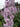 Delphinium 'Highlander Cha Cha'
