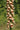Digitalis Ferruginea 'Gelber Herold'