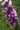 Digitalis Purpurea 'Gloxiniiflora'