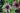 Echinacea Purpurea 'Green Envy'