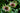 Echinacea Purpurea 'Green Twister'