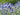 Echinops Ritro
