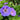 Geranium 'Johnson'S Blue'