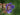 Geranium 'New Dimension'