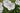 Geranium Clarkei 'Kashmir White'
