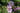 Geranium Endressii