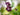 Geranium Phaeum