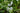 Geranium Phaeum 'Album'