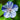 Geranium Pratense 'Delft Blue Butterfly'