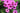 Geranium Psilostemon
