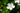 Geranium Sylvaticum 'Album'