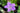 Geranium Wlassovianum