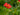 Geum Chiloense 'Feuerball'