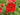 Geum Chiloense 'Mrs Bradshaw'